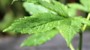비가 내린 후 냄비에 있는 어린 녹색 약용 마리화나 식물은 잎에 초점을 맞춘 얕은 심도로 떨어집니다. 대마초 주식